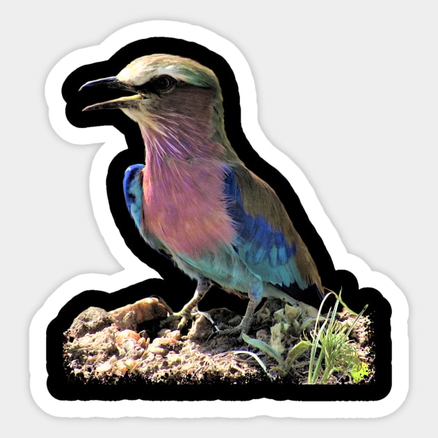 Roller - Bird in Africa Sticker by T-SHIRTS UND MEHR